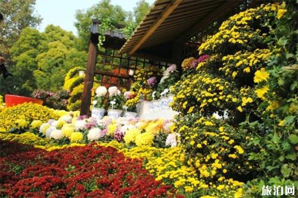 2019上海共青森林公园菊花展10月26日开幕 附菊花展信息