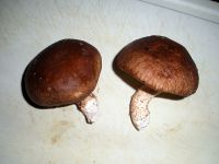 鲜香菇油菜挂面汤的做法步骤1