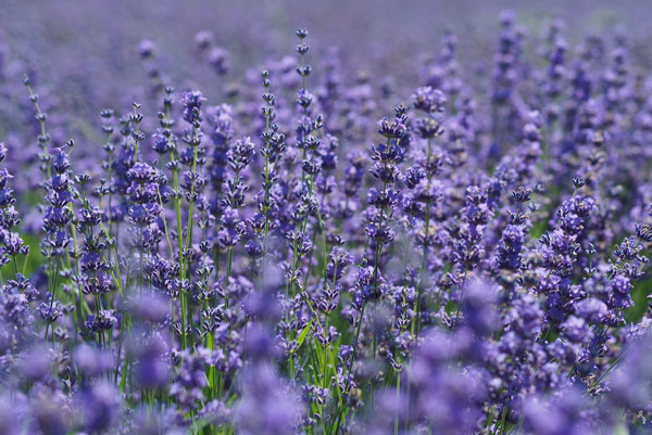 霍城薰衣草什么时间开 霍城薰衣草几月开花