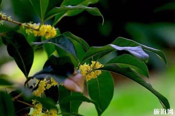 无锡九月赏花景点整理