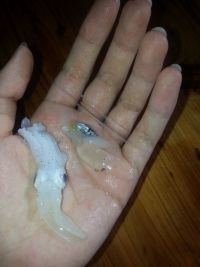 麻辣墨鱼的做法步骤3