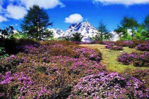 香格里拉杜鹃花海在哪 香格里拉哪里能看杜鹃花