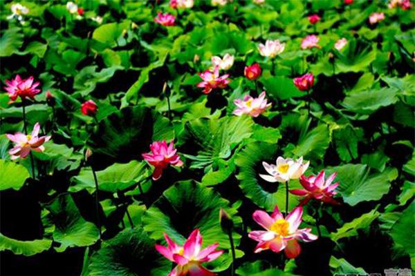 张掖湿地公园门票信息 张掖湿地公园门票信息