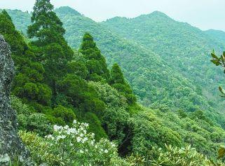 一起看专家观点：林业碳汇可助“绿水青山”变为“金山银山”