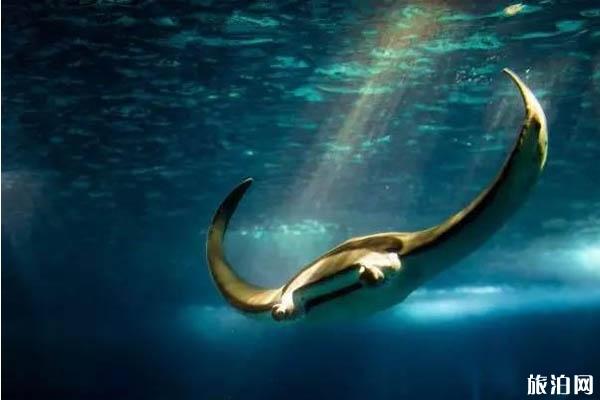 南非潜水有什么好玩的
