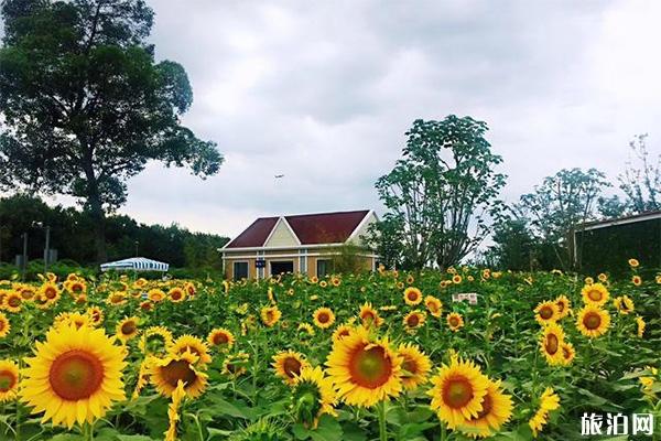 成都天府芙蓉园向日葵在哪 怎么去 成都天府芙蓉园向日葵在哪 怎么去