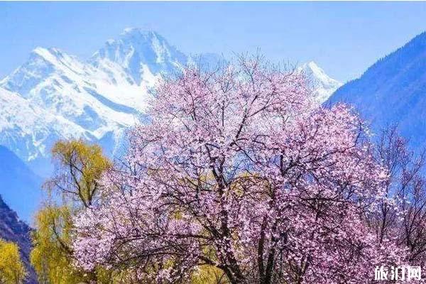 重庆西藏旅游专列出发时间+票价+报名方式+亮点