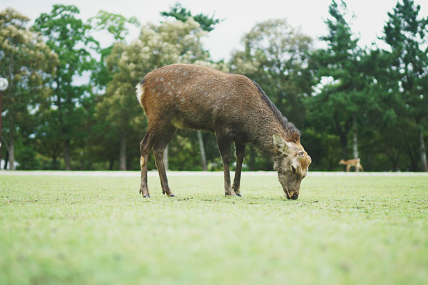 奈良公园旅游攻略 奈良公园游玩攻略
