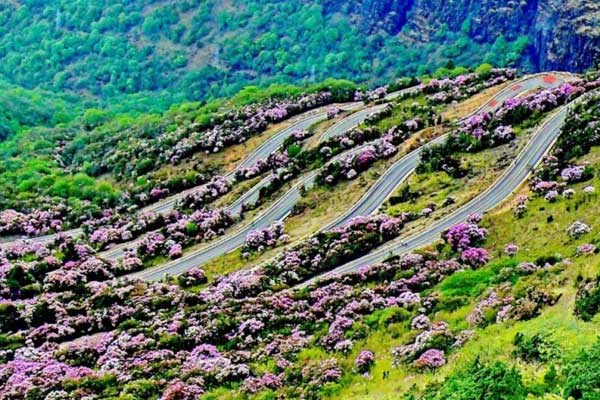 轿子雪山杜鹃花什么时候开 轿子雪山杜鹃花期是什么时候