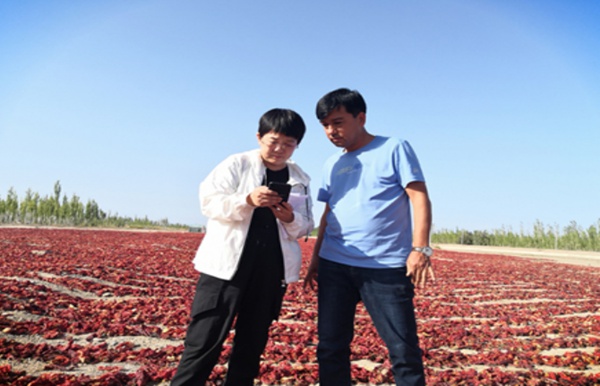 新疆焉耆县辣椒红了！气象服务助力脱贫攻坚