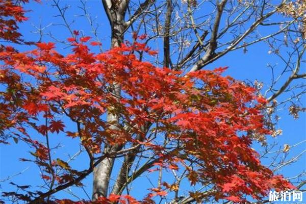 白鸡峰红叶观赏指南 附2019白鸡峰红叶节信息+景区优惠门票