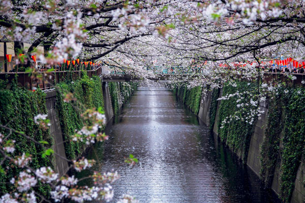 2019目黑川樱花开放时间 目黑川樱花点灯时间