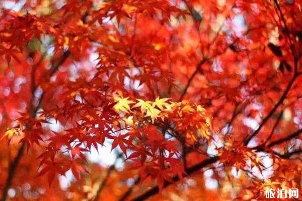 江苏枫叶哪里好看