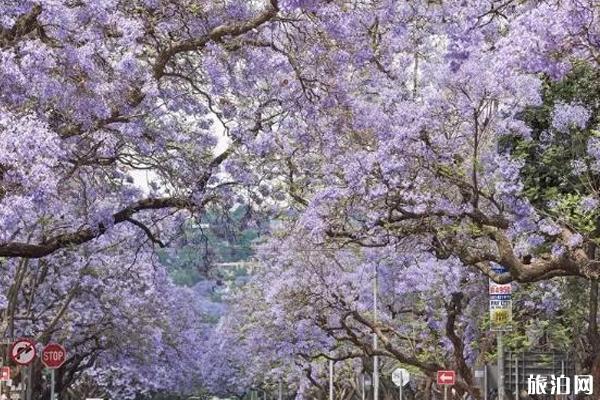 南非蓝花楹什么时候开花+观赏地点