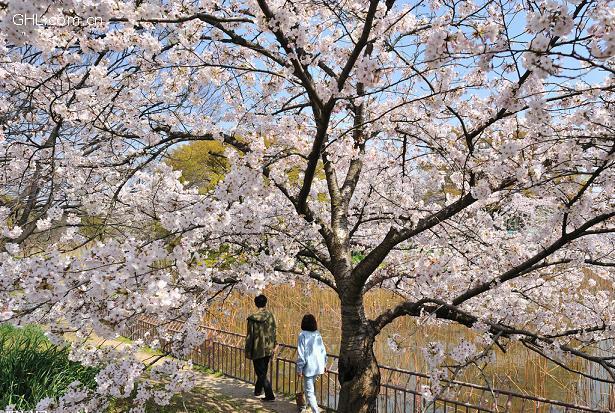 武汉大学云赏樱具体怎么回事？武汉大学云赏樱在哪里可以看？