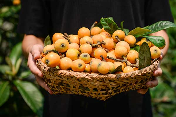 重庆摘枇杷地方推荐 重庆摘枇杷地方好去处