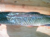 酸菜鱼的做法步骤5