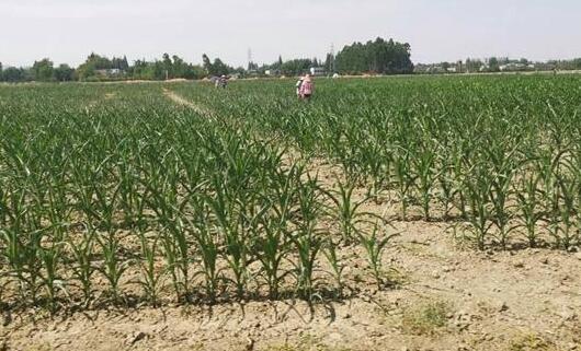 四川干旱高温致22.71万人饮水困难 预计本月全省还有两轮降雨