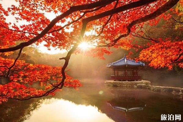 济南哪里的红叶最好 济南红叶观赏指南（门票+地址+交通）