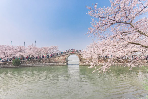 鼋头渚樱花节什么时候 2019年无锡樱花节时间