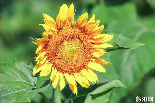 宁波向日葵花海在哪里