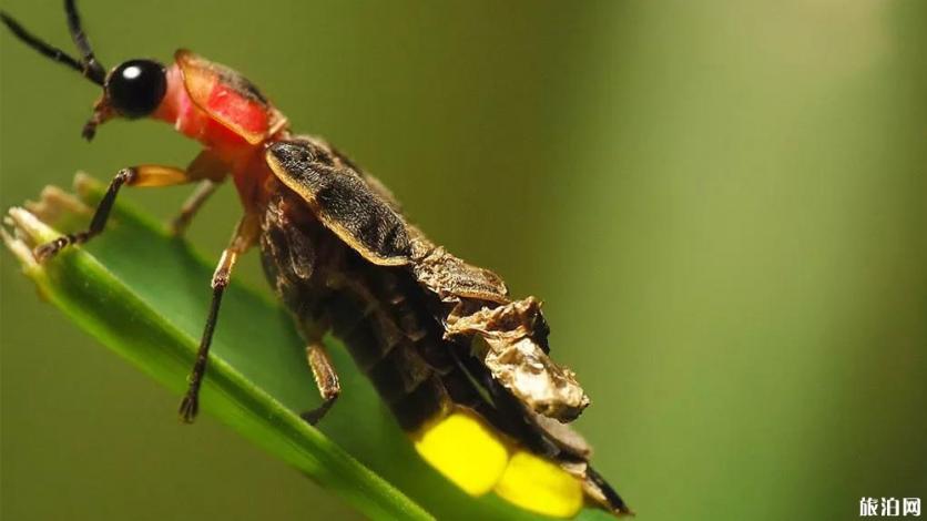 杭州哪里可以看萤火虫