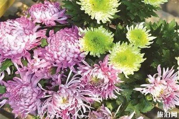 南京秋天赏花的地方有哪些