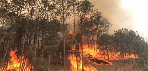 云南1天内发生5起森林火灾 森林防火形式严峻