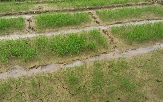 四川干旱高温致22.71万人饮水困难 预计本月全省还有两轮降雨