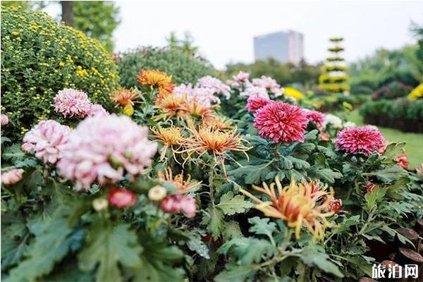 杭州钱塘新区高教西公园菊花展+菊花领取方式