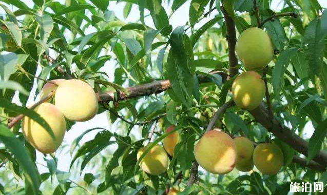 长沙有哪些地方可以采摘黄桃 长沙有哪些地方可以采摘黄桃