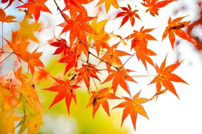 南京栖霞山枫叶最佳观赏时间 南京栖霞山赏枫攻略