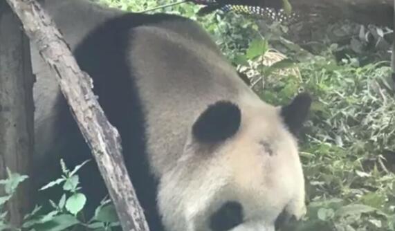 北京动物园网红大熊猫有点头秃是怎么回事 大熊猫头秃是什么原因