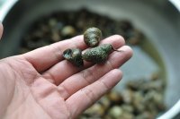 香辣田螺的做法步骤1