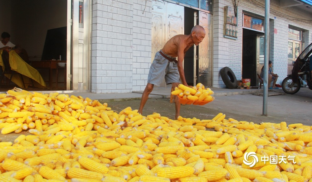 湖北安陆：玉米成熟堆满仓 立秋时节忙收获