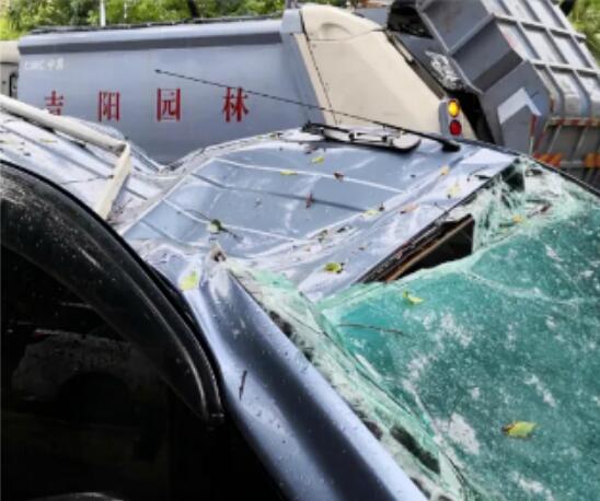 三亚暴雨导致两颗大榕树倒伏 两辆轿车被压暂无人员伤亡