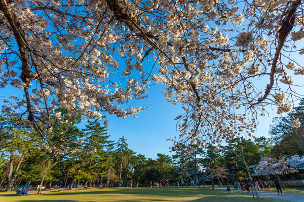 奈良公园旅游攻略 奈良公园游玩攻略