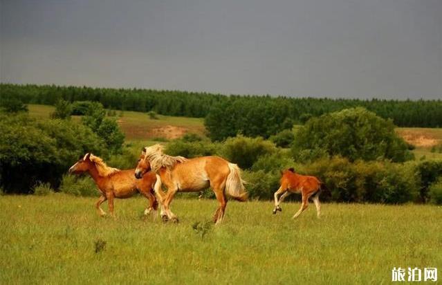 塞罕坝御道口自驾游旅游攻略