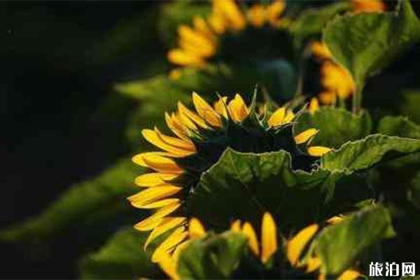 杭州向日葵花海在哪里