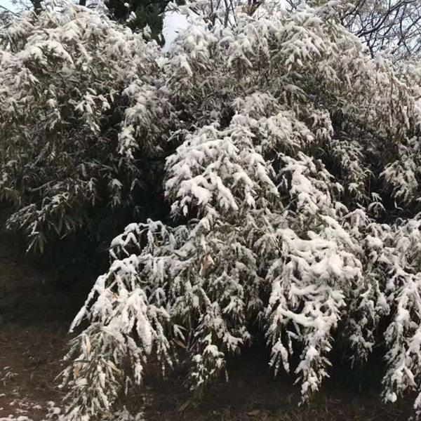 美不胜收！山东威海迎下半年初雪 雪花飞舞显冬意