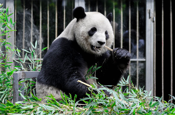 成都大熊猫繁育研究基地在哪儿 成都大熊猫繁育研究基地怎么去
