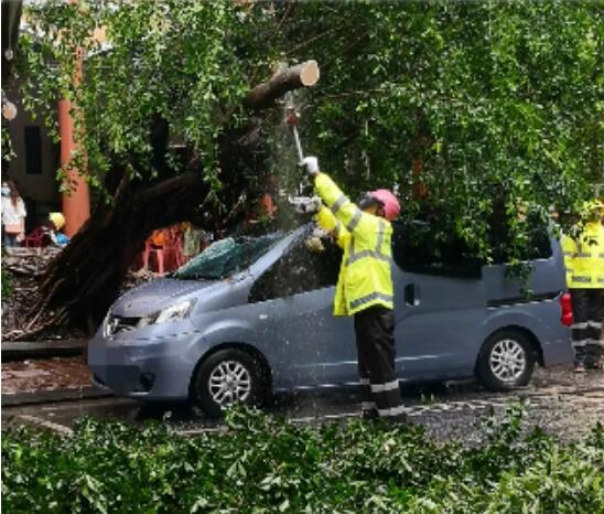 三亚暴雨导致两颗大榕树倒伏 两辆轿车被压暂无人员伤亡