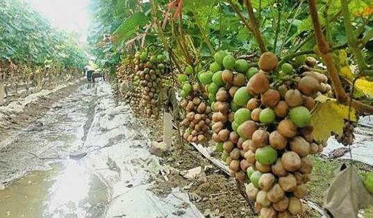 东莞暴雨致4.09万亩农作物受灾 未来三天全市仍有雷阵雨