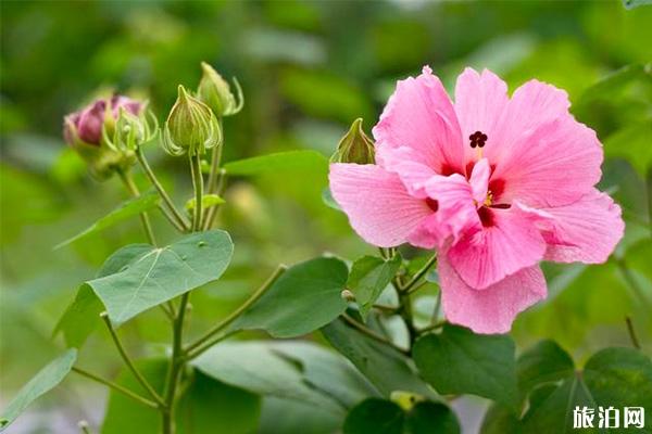 2019成都天府芙蓉园芙蓉花节9月28日至10月28日开展
