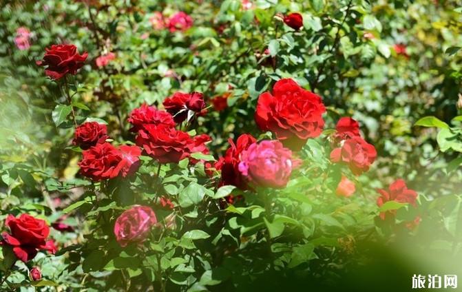 四姑娘山旅游攻略2019