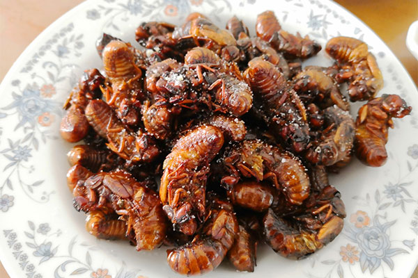 蝉是益虫还是害虫 蝉有什么功效与作用