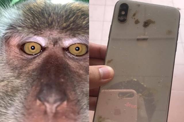 猴子偷手机后疯狂自拍