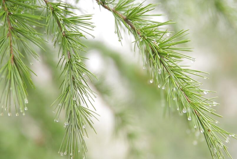 上海今天白天依旧有降水 未来3天气温保持30℃以下