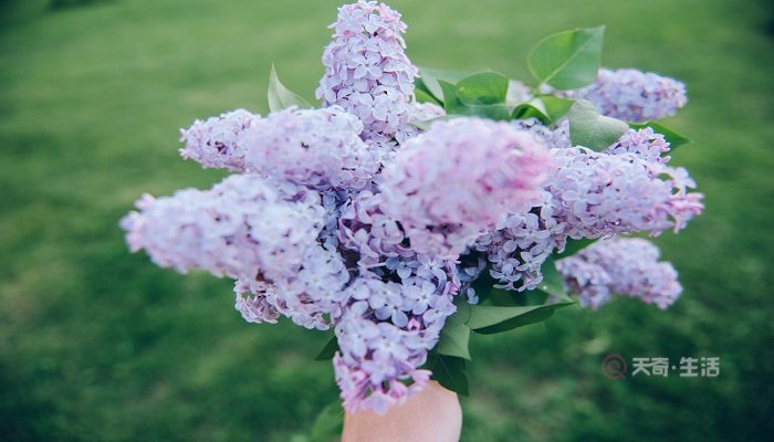 丁香花花语