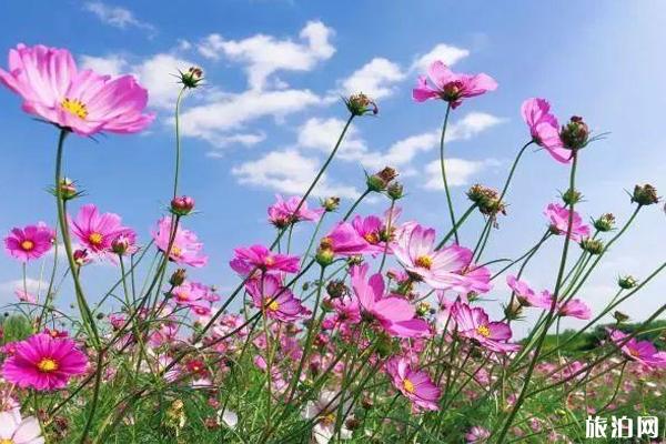 南京格桑花海在哪里看+门票+交通